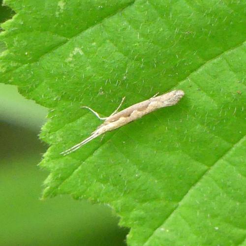 Plutella xylostella